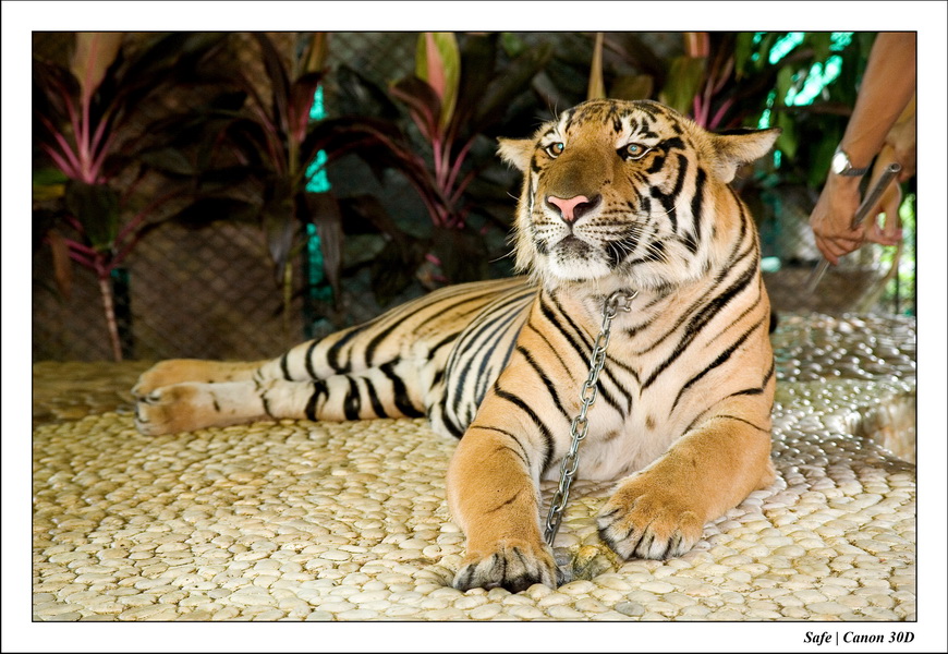 2006 - 08 - Pattaya - Crocodile farm 28